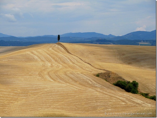 Solitary Cypress ~ Val d'Orcia region of Tuscany