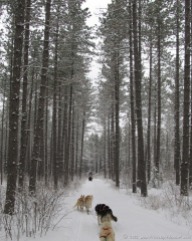 Dog sledding in the Boundary Waters (February)