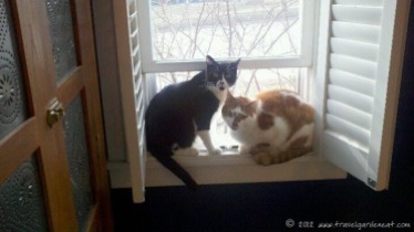 The cats enjoying window time (March)