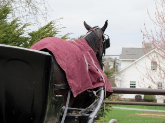 A horse waits patiently for its Amish driver to return