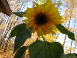 Cheerful sunflower
