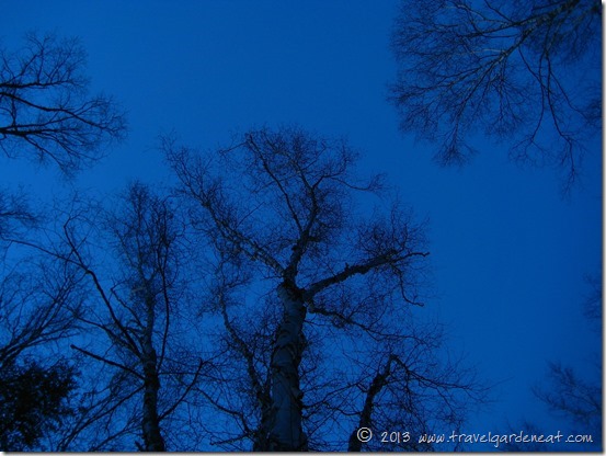 evening trees