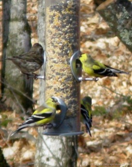 Goldfinches at the feeder
