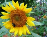 Busy bee on the sunflower