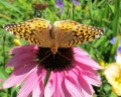 glensheen-butterfly-2-2013.jpg