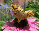 glensheen-butterfly-5-2013.jpg
