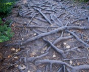 Pattern of tree roots lining the path