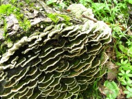 Fungus pattern on an old tree stump