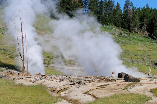 Buffalo steam-bathing in Yellowstone National Park
