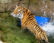 Tiger at Lake Superior Zoo
